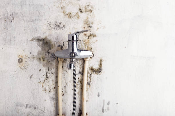 Mold Removal Process in St Peters, MO