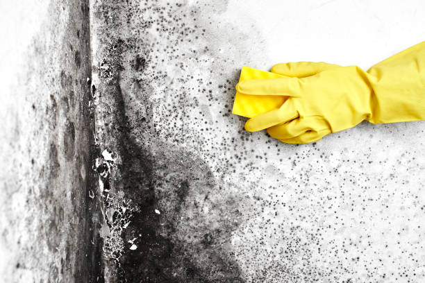 Best Commercial Mold Removal  in St Peters, MO