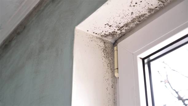 Best Toxic Mold Removal  in St Peters, MO
