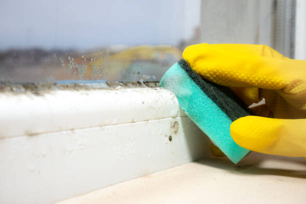 Best Residential Mold Removal  in St Peters, MO