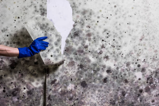 Best Commercial Mold Removal  in St Peters, MO