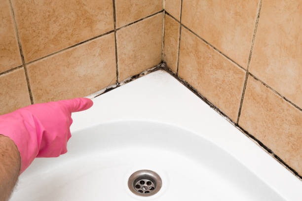 Best Mold Cleaning Services  in St Peters, MO
